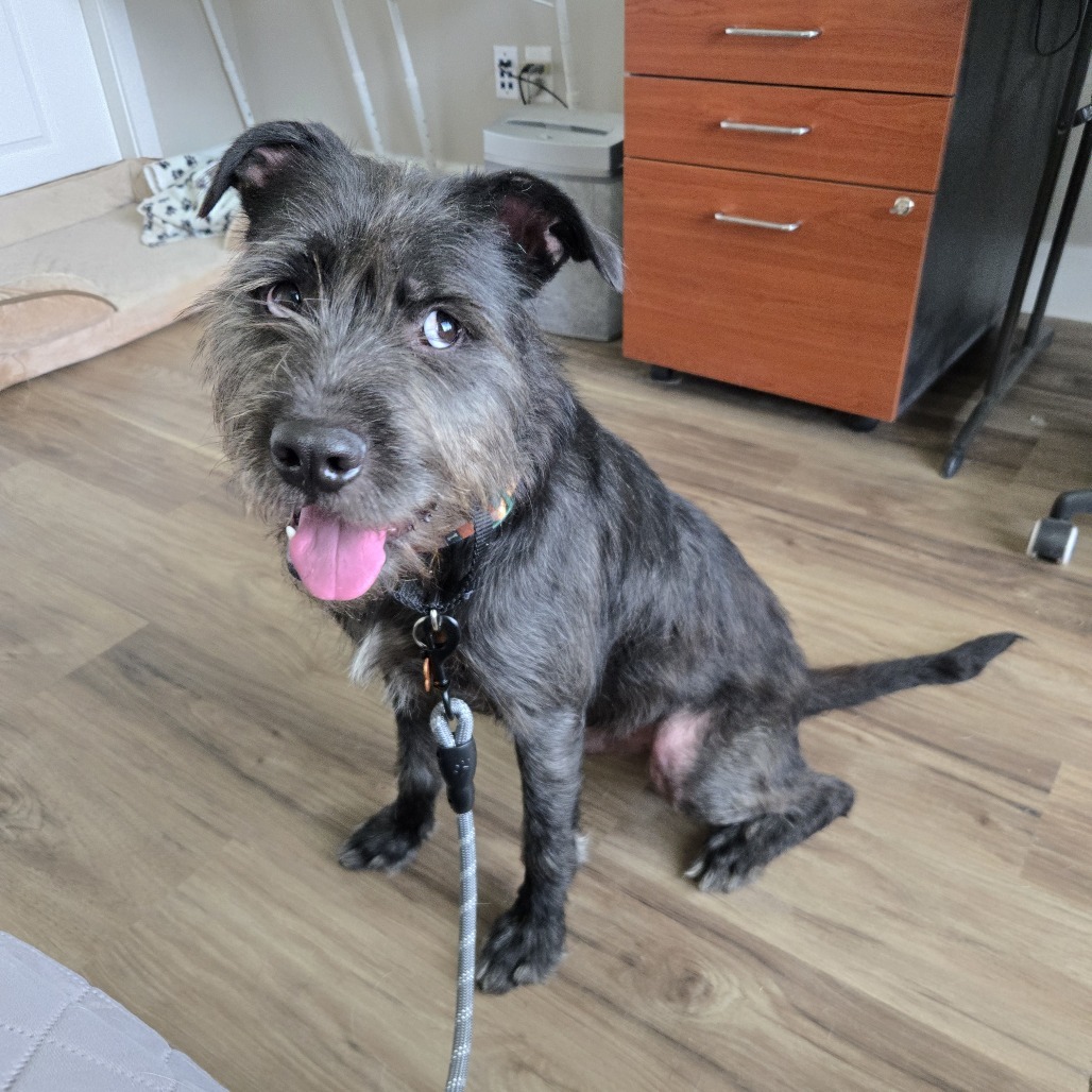 Otis