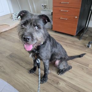 Otis, Young Male Border Terrier
