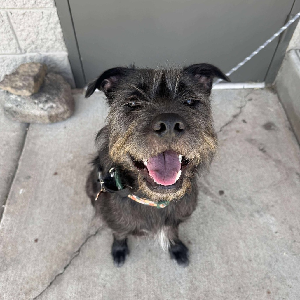 Otis, an adoptable Border Terrier, Mixed Breed in Bend, OR, 97702 | Photo Image 1