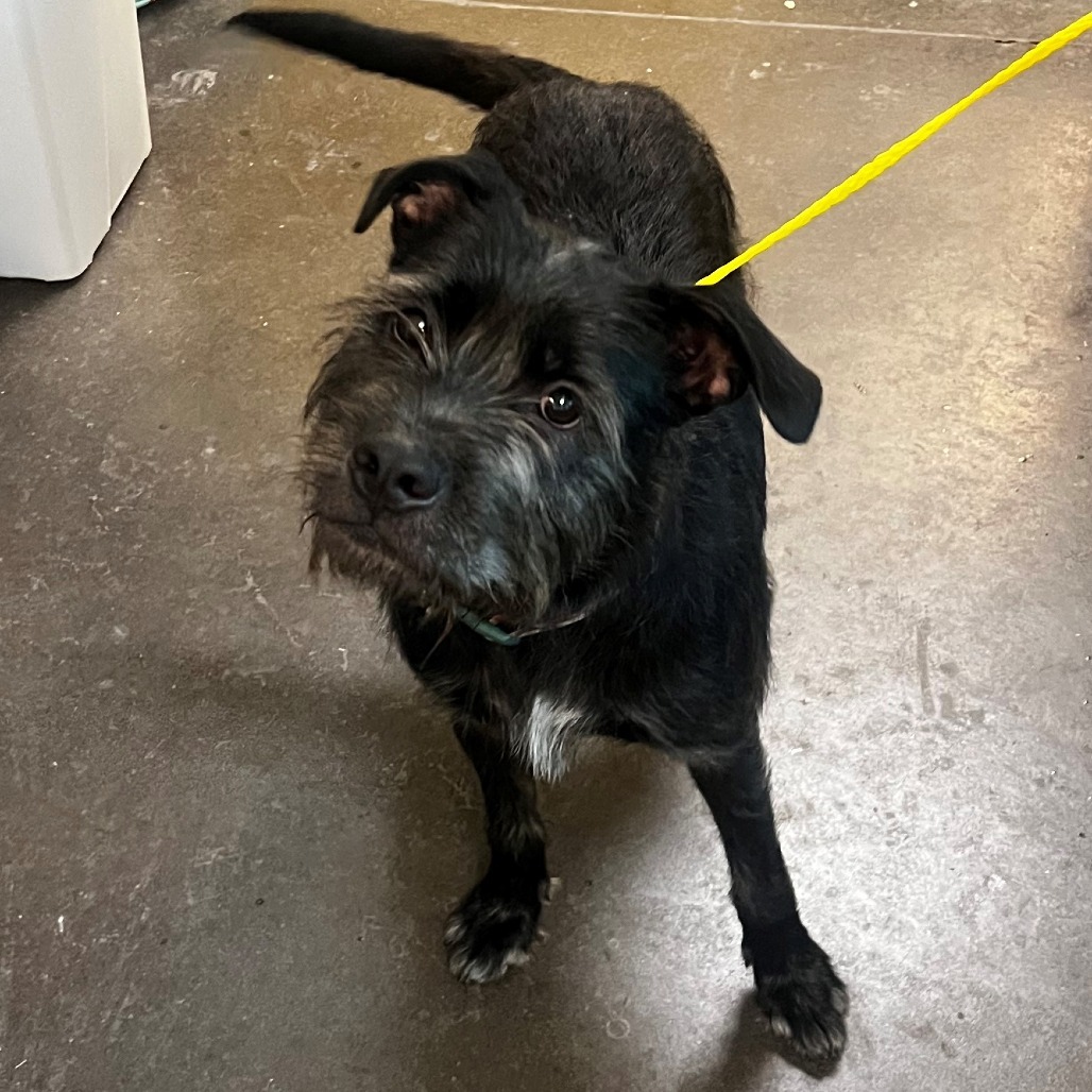 Otis, an adoptable Border Terrier, Mixed Breed in Bend, OR, 97702 | Photo Image 2