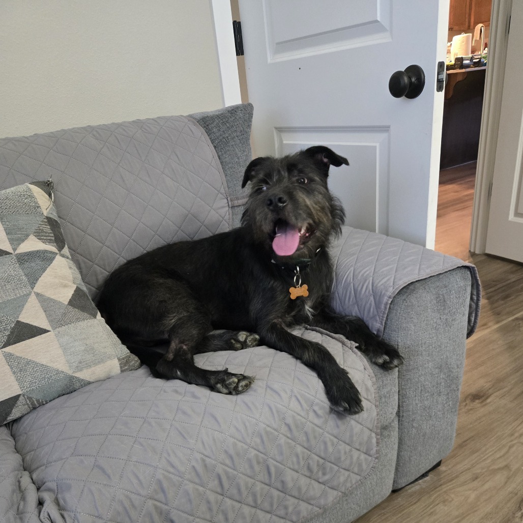 Otis, an adoptable Border Terrier, Mixed Breed in Bend, OR, 97702 | Photo Image 5