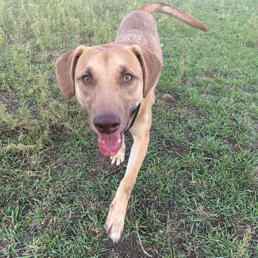 Walter, an adoptable Mixed Breed in Bend, OR, 97702 | Photo Image 1