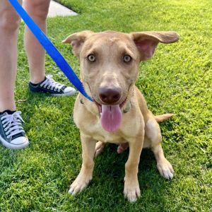 Walter, Young Male Mixed Breed