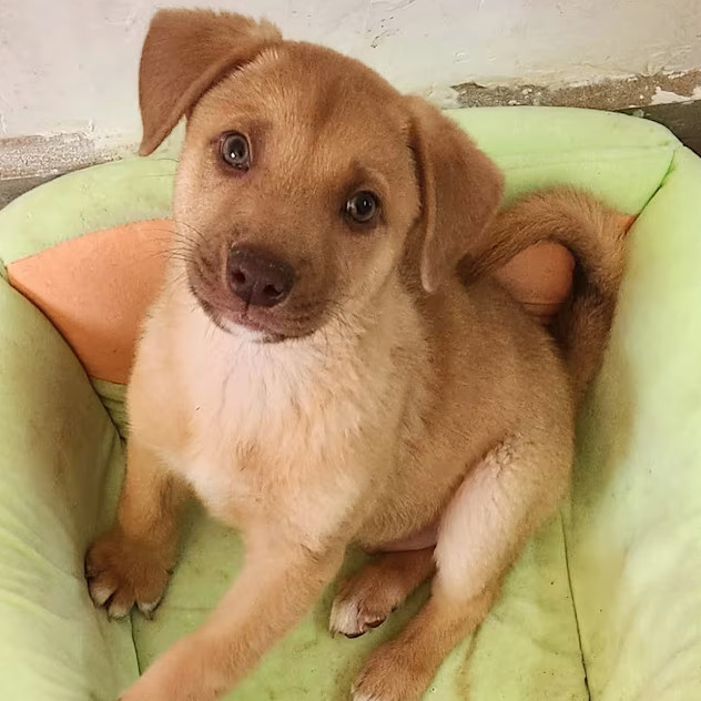 Walter, an adoptable Mixed Breed in Bend, OR, 97702 | Photo Image 4