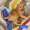 Walter photo 4