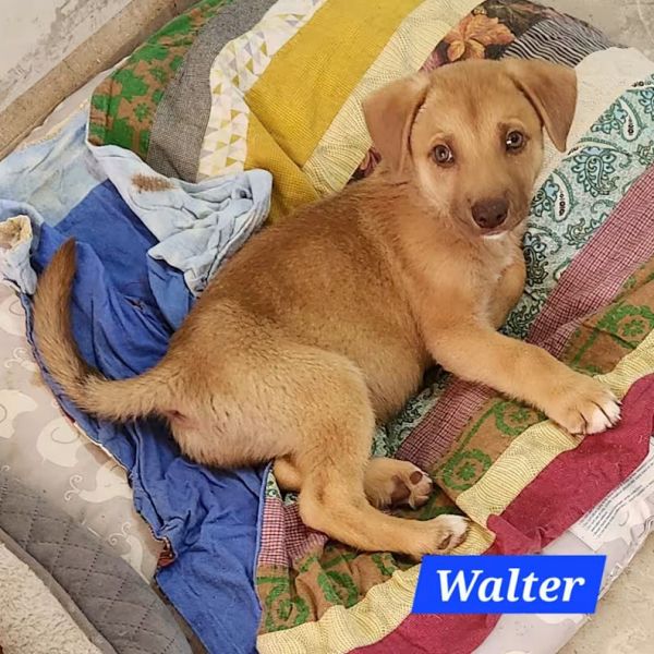 Walter thumbnail 4