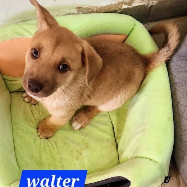 Walter thumbnail 5