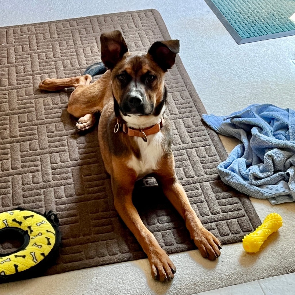Arthur the Adventurer!, an adoptable Shepherd in Bend, OR, 97702 | Photo Image 1