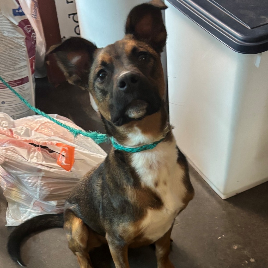 Arthur the Adventurer!, an adoptable Shepherd in Bend, OR, 97702 | Photo Image 2