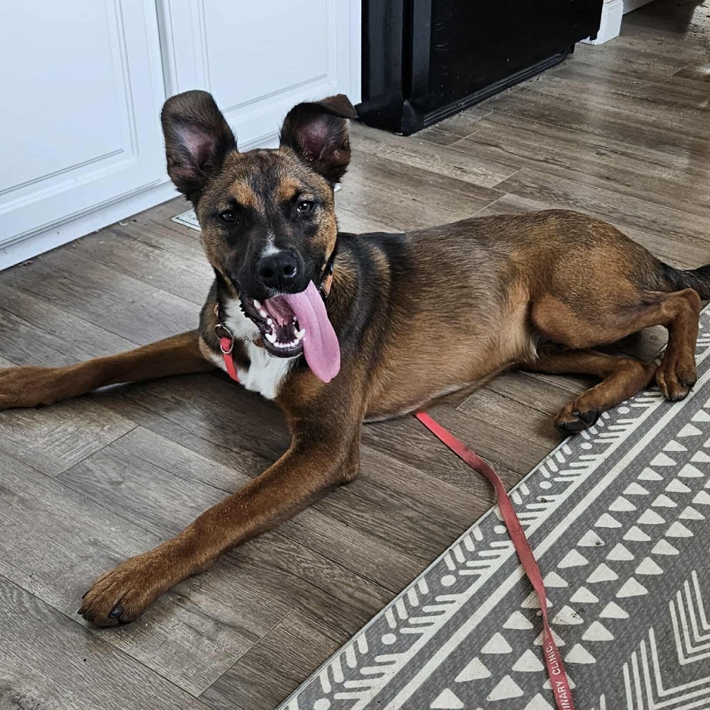 Arthur the Adventurer!, an adoptable Shepherd in Bend, OR, 97702 | Photo Image 3