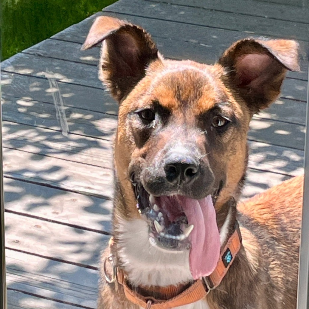 Arthur the Adventurer!, an adoptable Shepherd in Bend, OR, 97702 | Photo Image 4