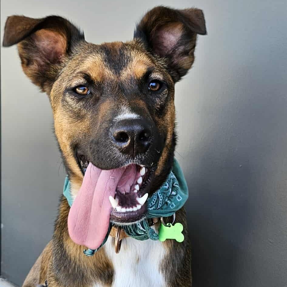 Arthur the Adventurer!, an adoptable Shepherd in Bend, OR, 97702 | Photo Image 6