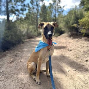 Cody, Adult Male Afghan Hound