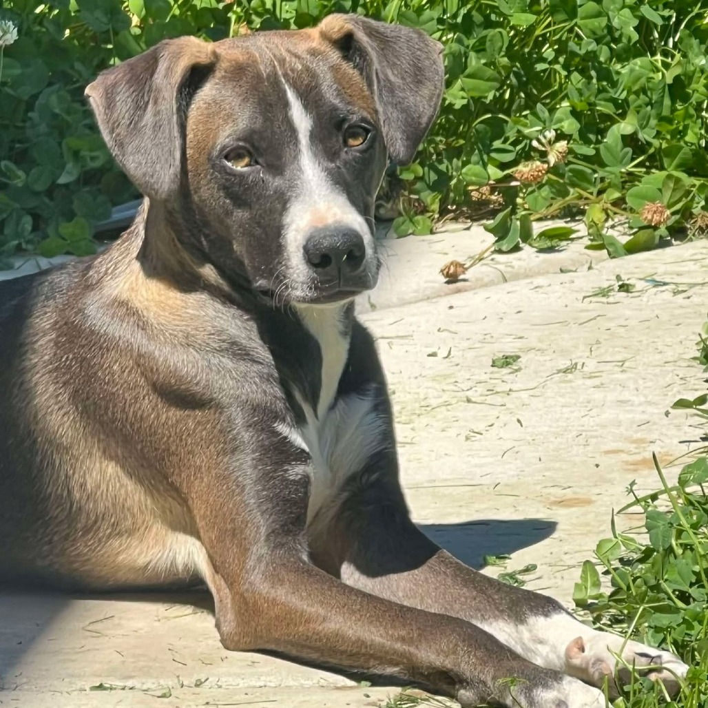 Megan, an adoptable Mixed Breed in Bend, OR, 97702 | Photo Image 1