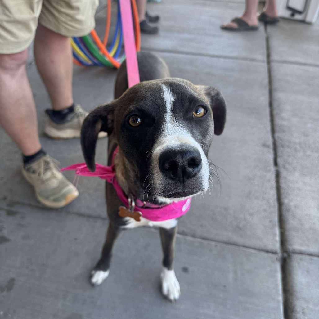 Megan, an adoptable Mixed Breed in Bend, OR, 97702 | Photo Image 1