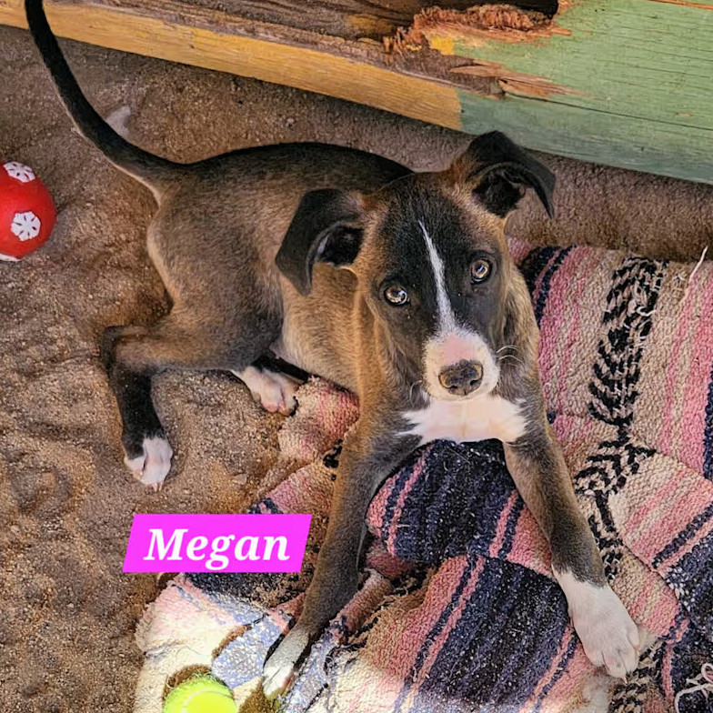 Megan, an adoptable Mixed Breed in Bend, OR, 97702 | Photo Image 2