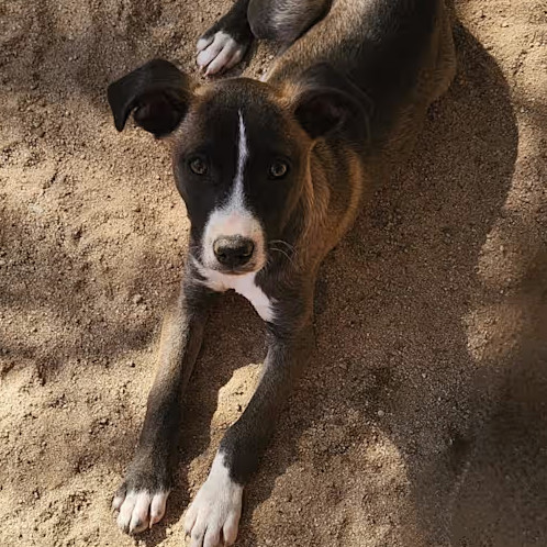 Megan, an adoptable Mixed Breed in Bend, OR, 97702 | Photo Image 3