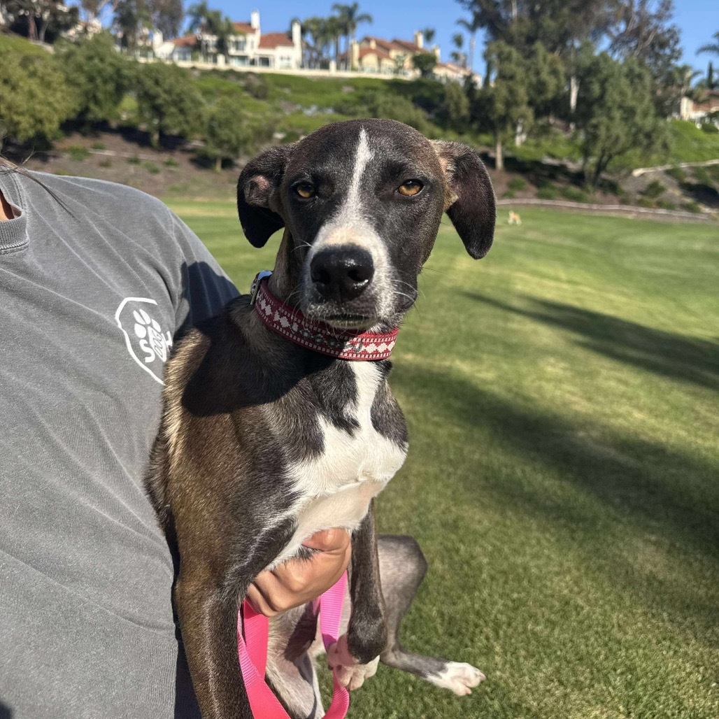 Megan, an adoptable Mixed Breed in Bend, OR, 97702 | Photo Image 4