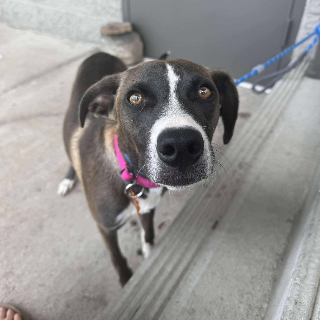 Megan, an adoptable Mixed Breed in Bend, OR, 97702 | Photo Image 5