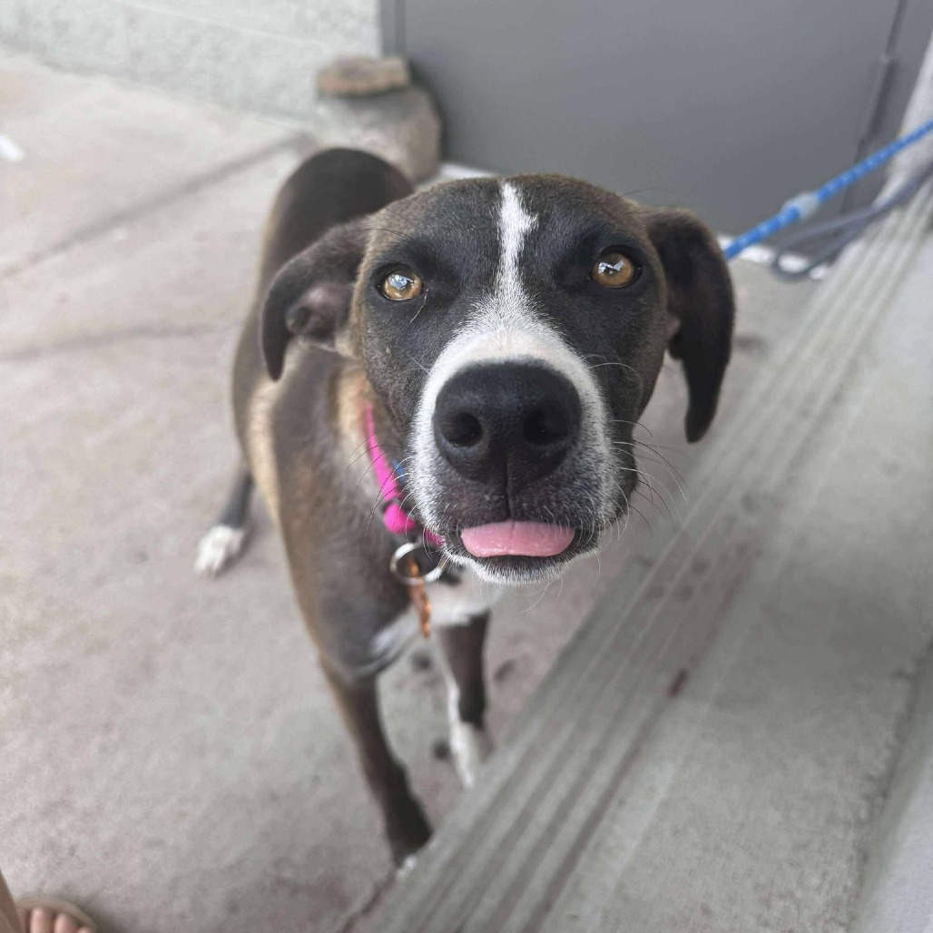 Megan, an adoptable Mixed Breed in Bend, OR, 97702 | Photo Image 6
