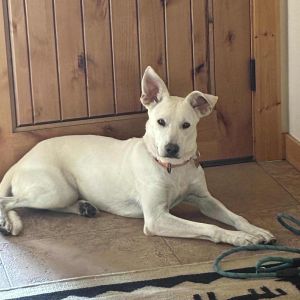 Alicia, Adult Female Shepherd