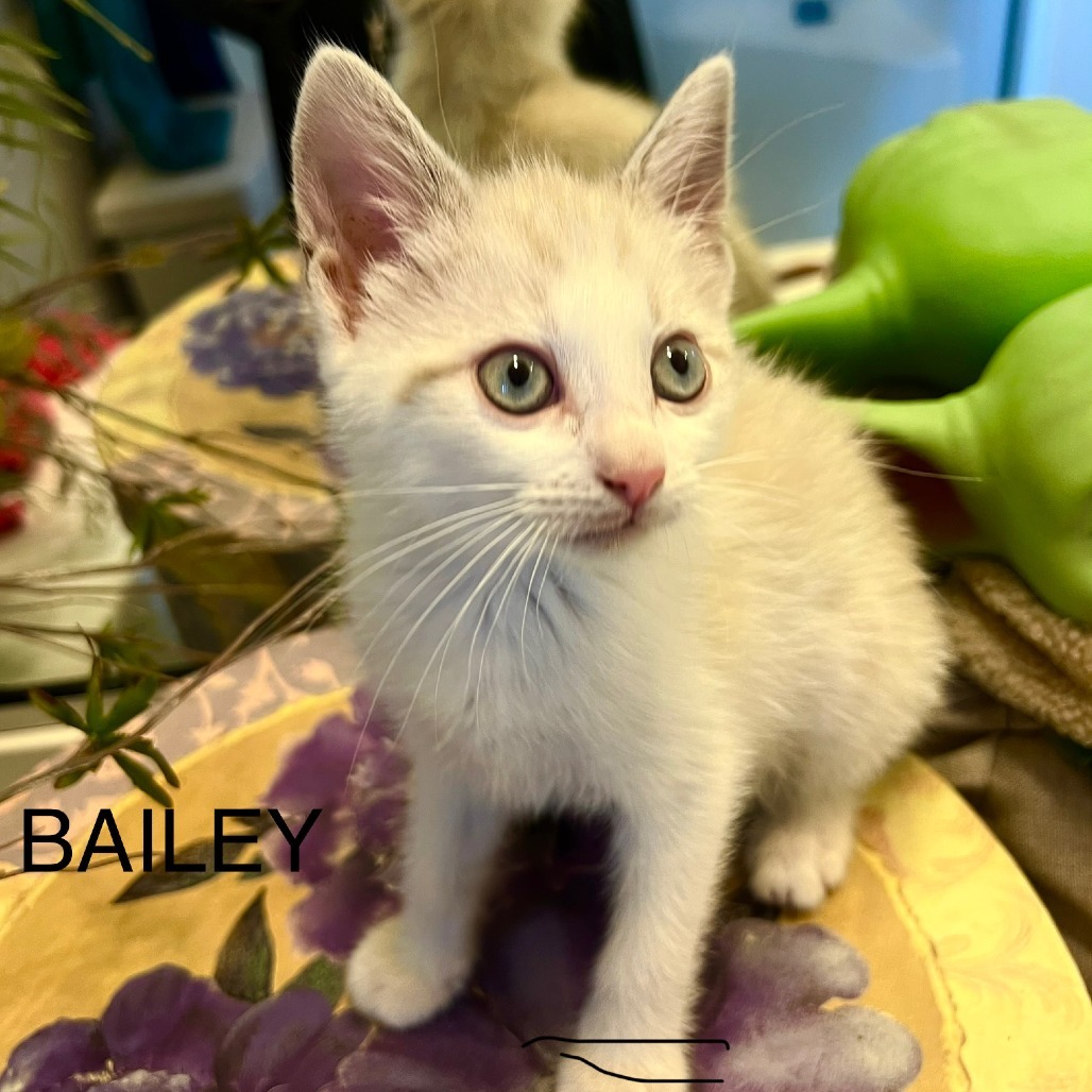 Bailey