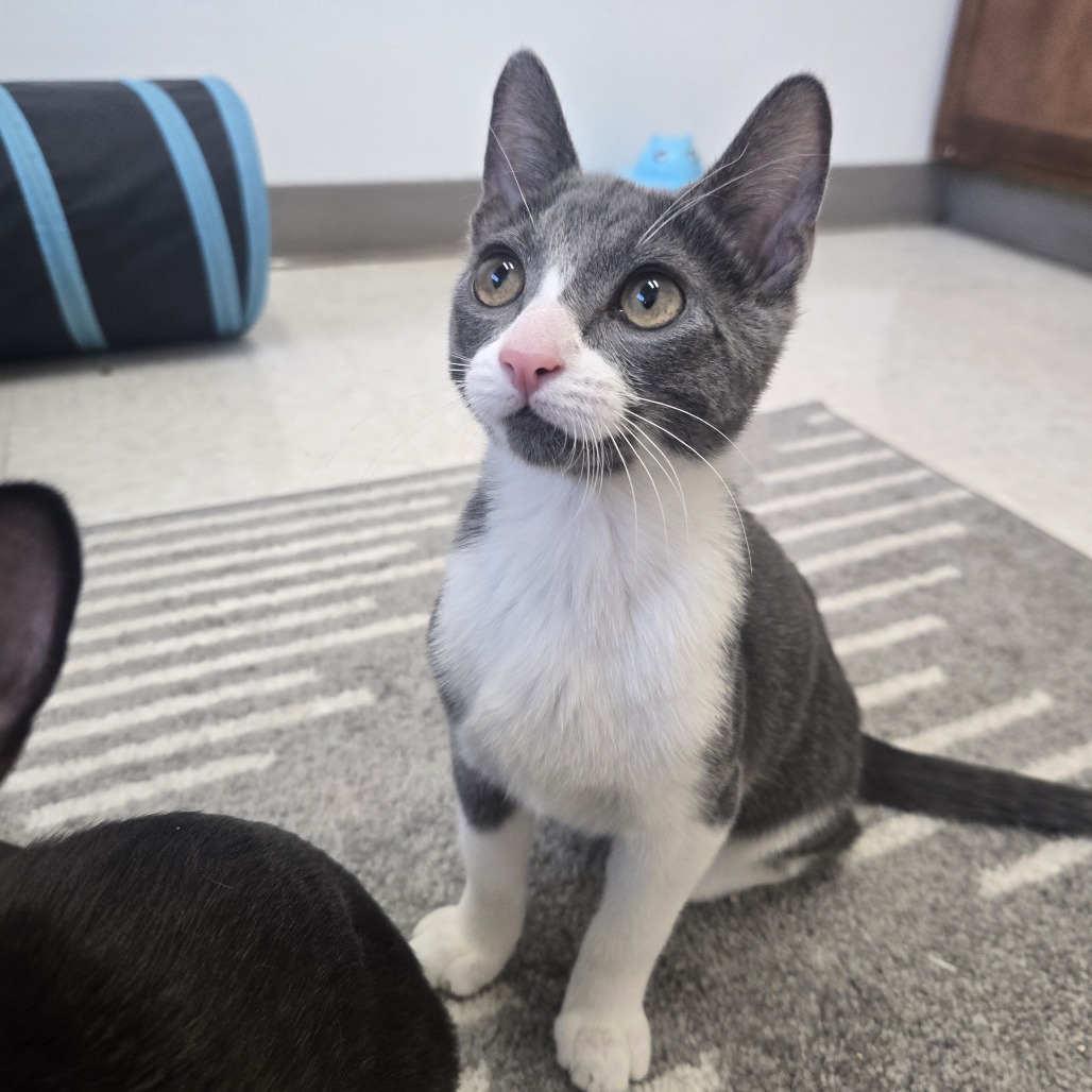 Herb, an adoptable Domestic Short Hair in Ashland, OR, 97520 | Photo Image 1