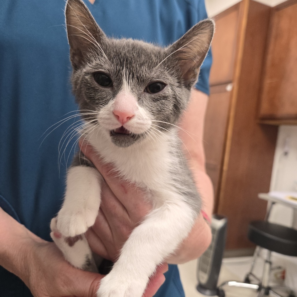 Herb, an adoptable Domestic Short Hair in Ashland, OR, 97520 | Photo Image 2