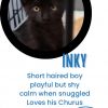 Inky A25-135 photo 4
