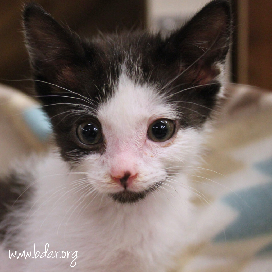 Rapid, an adoptable Domestic Short Hair in Cheyenne, WY, 82009 | Photo Image 1