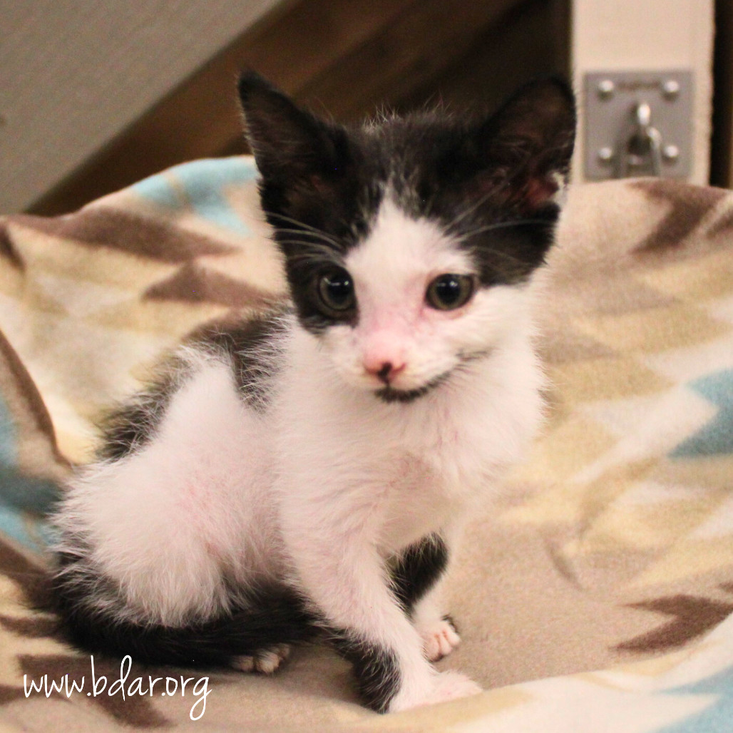 Rapid, an adoptable Domestic Short Hair in Cheyenne, WY, 82009 | Photo Image 2