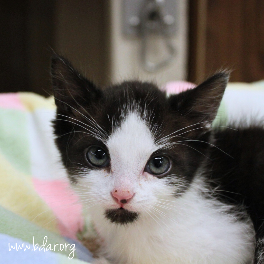 Rockie, an adoptable Domestic Short Hair in Cheyenne, WY, 82009 | Photo Image 1