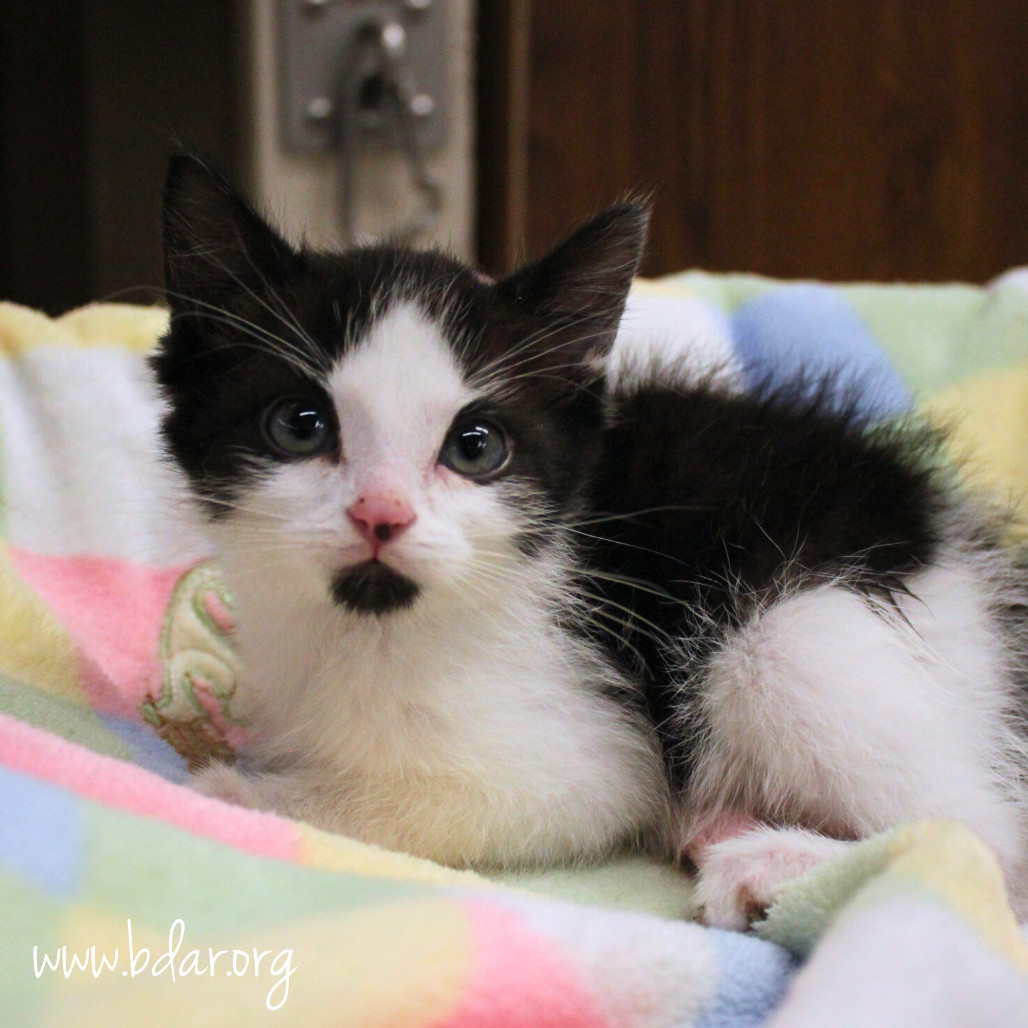 Rockie, an adoptable Domestic Short Hair in Cheyenne, WY, 82009 | Photo Image 2