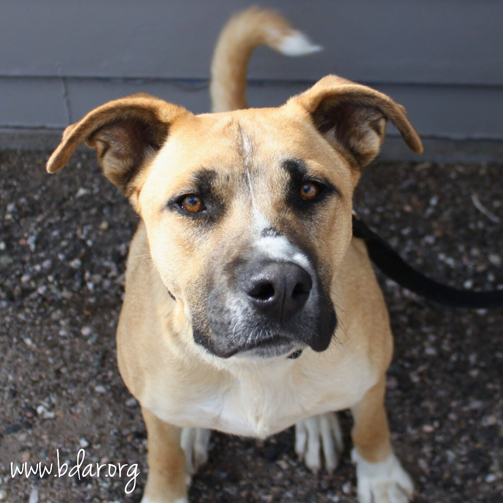 Curly, an adoptable Boxer, Border Collie in Cheyenne, WY, 82009 | Photo Image 1