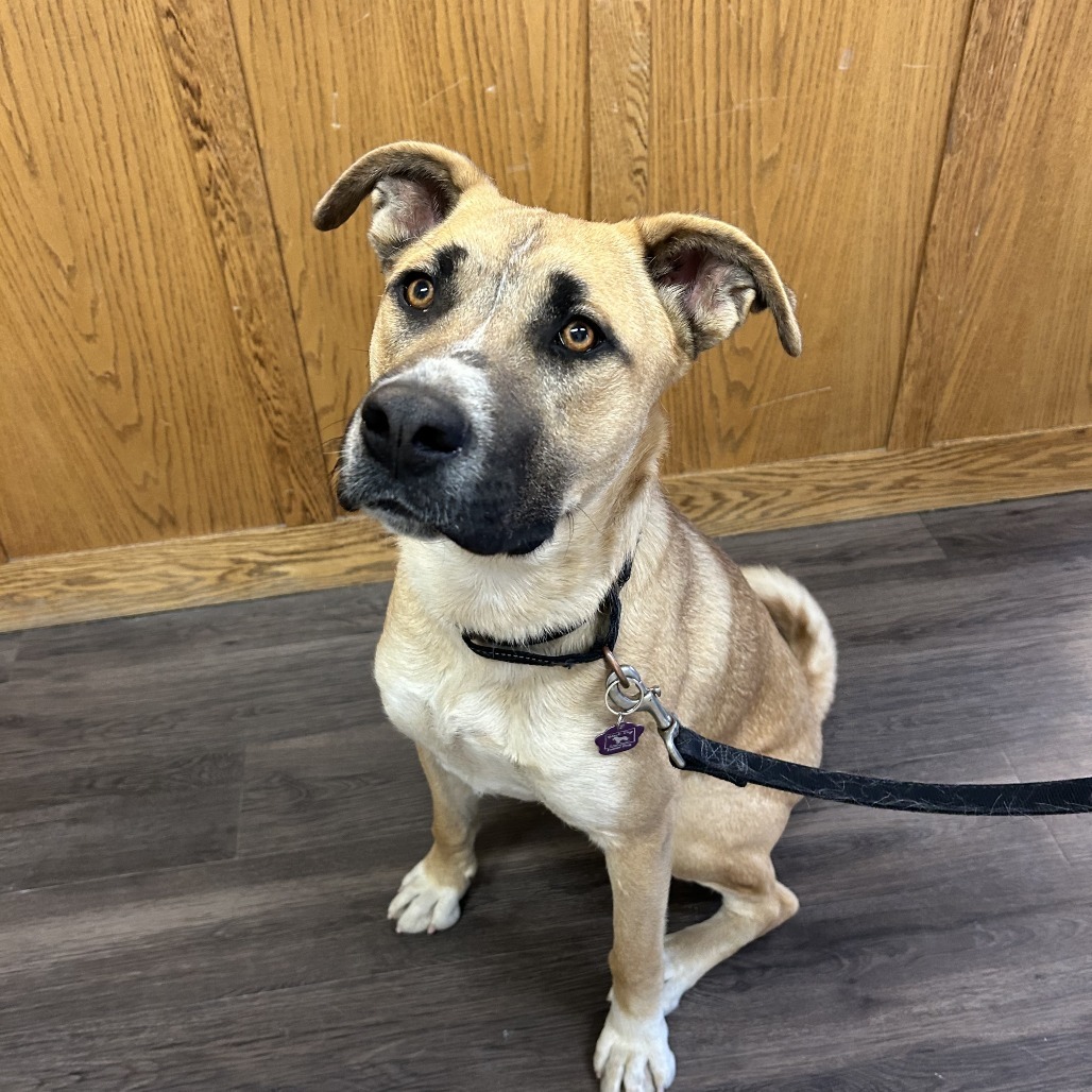 Curly, an adoptable Boxer, Border Collie in Cheyenne, WY, 82009 | Photo Image 2