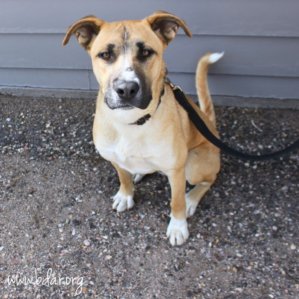Curly, an adoptable Boxer, Border Collie in Cheyenne, WY, 82009 | Photo Image 3