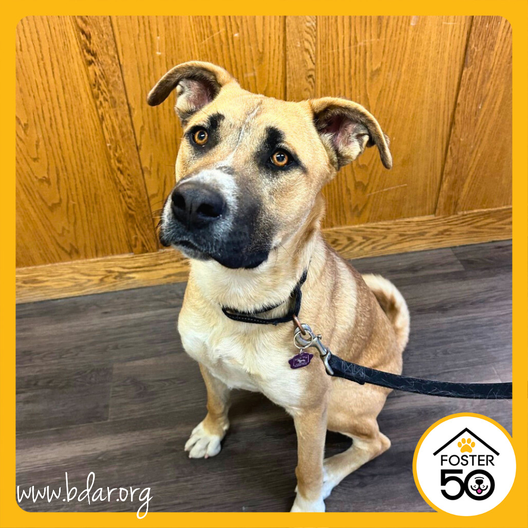 Curly, an adoptable Boxer, Border Collie in Cheyenne, WY, 82009 | Photo Image 4
