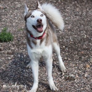 Finn, Adult Male Siberian Husky