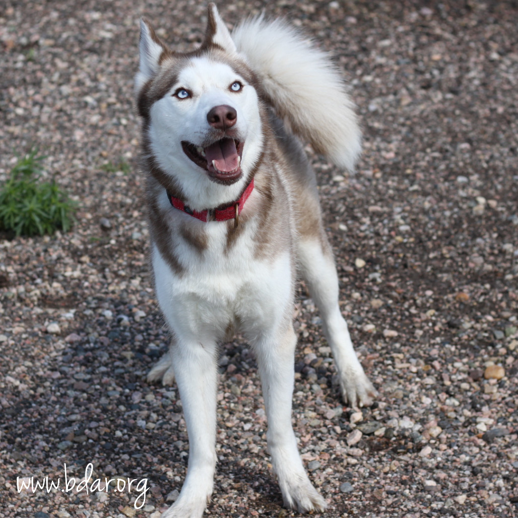 Finn, an adoptable Siberian Husky in Cheyenne, WY, 82009 | Photo Image 1