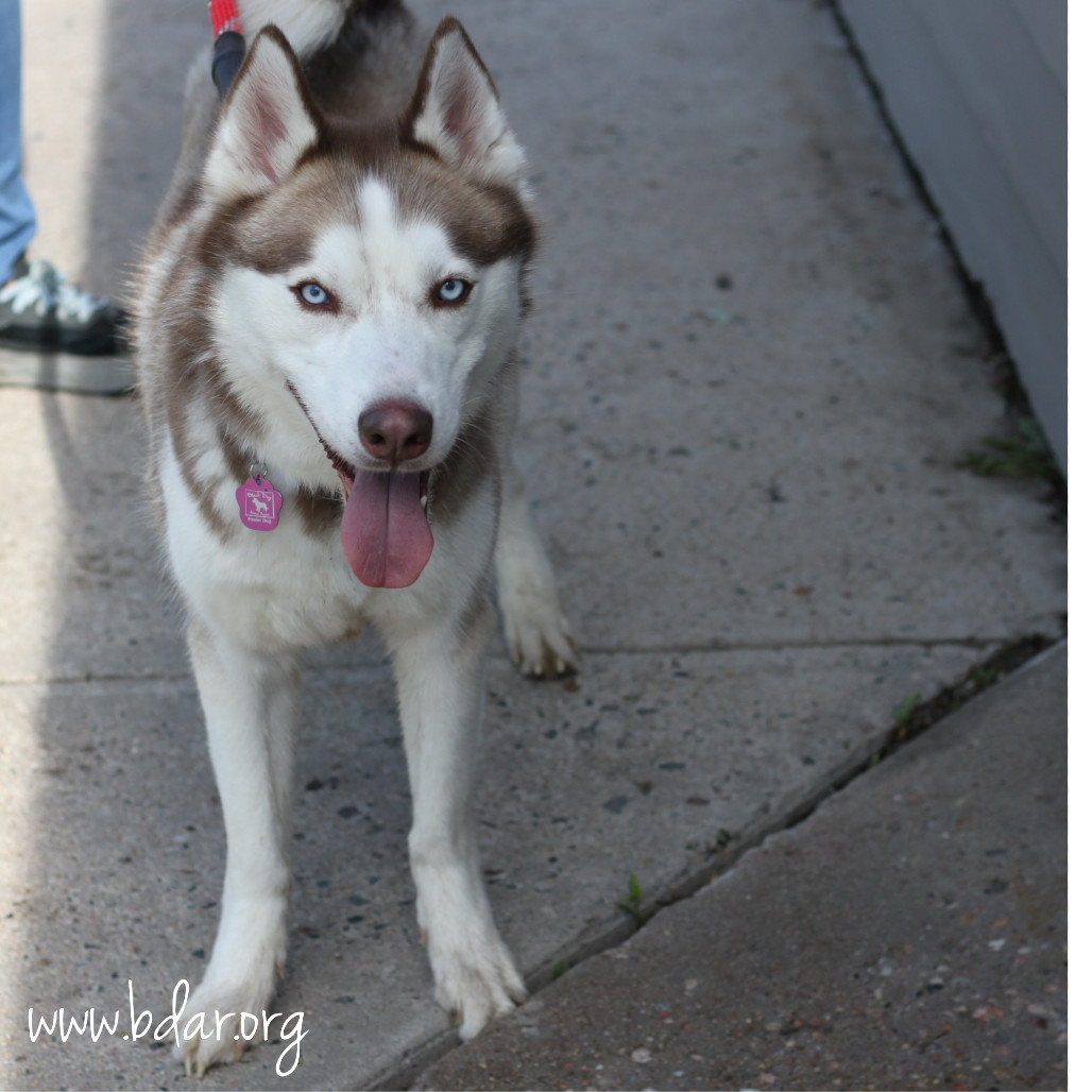 Finn, an adoptable Siberian Husky in Cheyenne, WY, 82009 | Photo Image 2