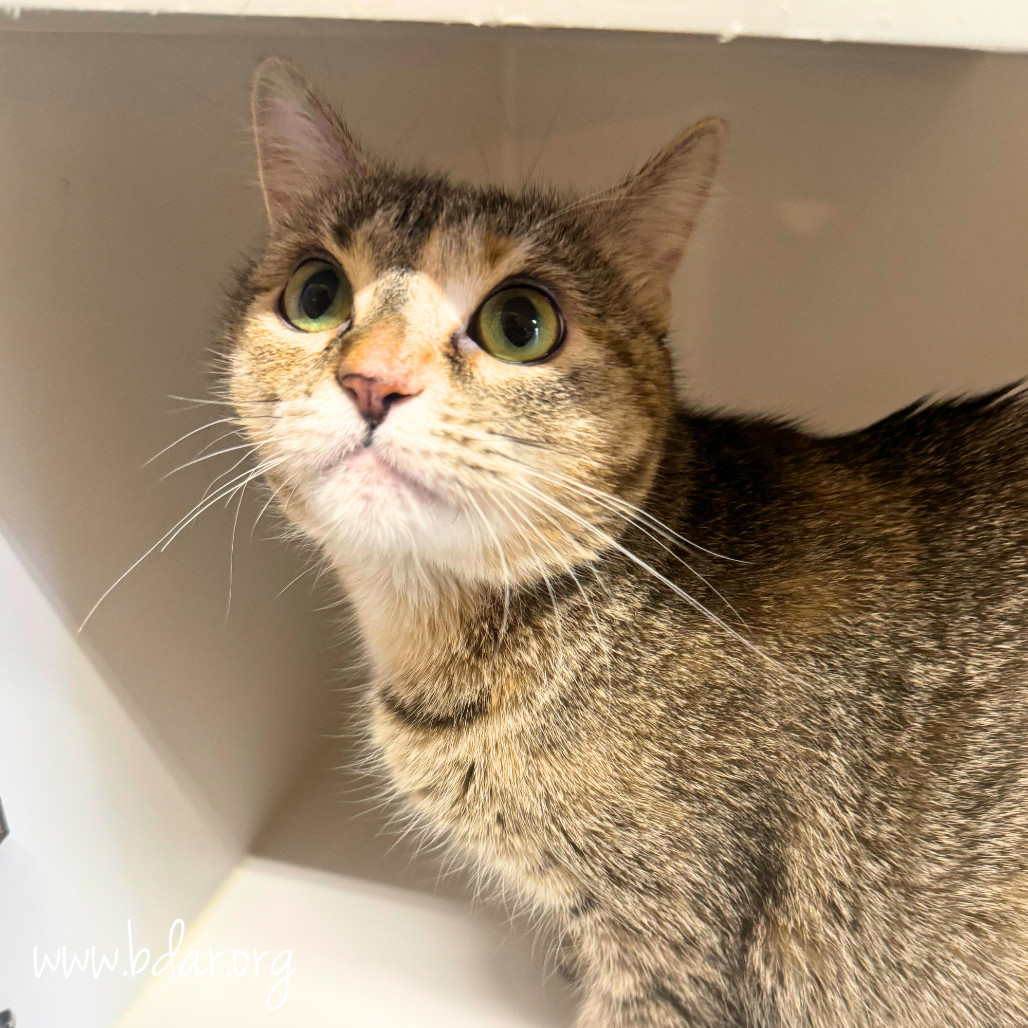 Hallie, an adoptable Domestic Short Hair in Cheyenne, WY, 82009 | Photo Image 1