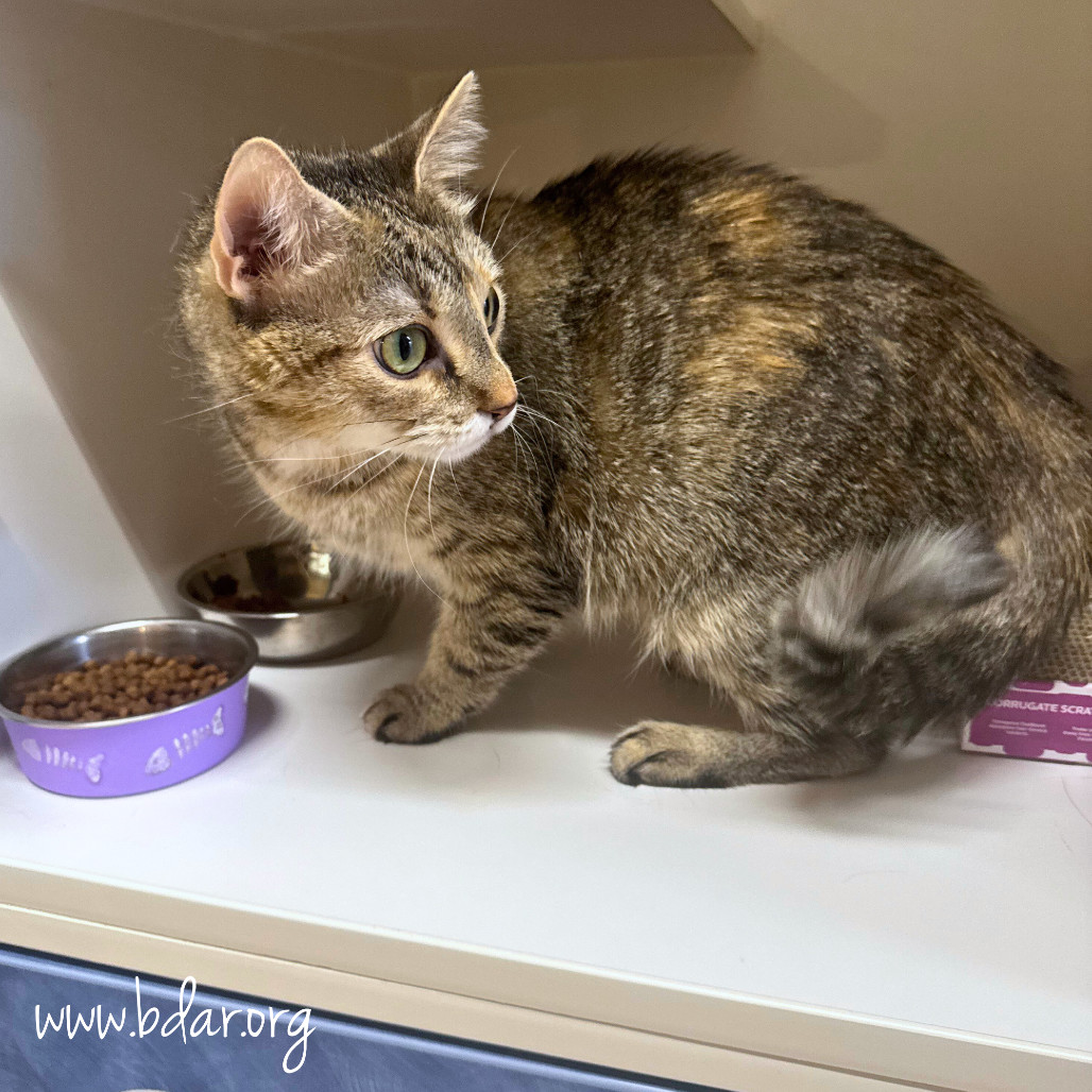 Hallie, an adoptable Domestic Short Hair in Cheyenne, WY, 82009 | Photo Image 2