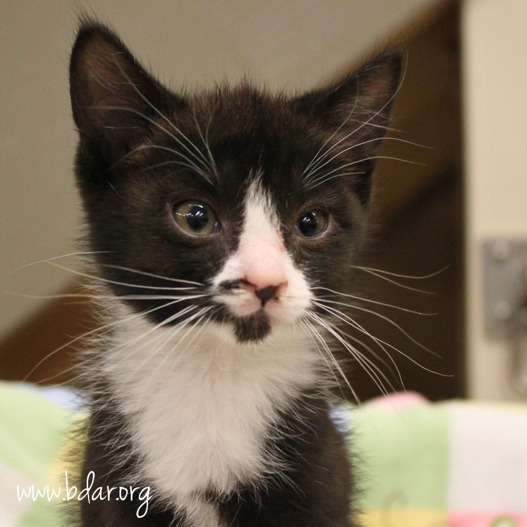 Avalanche, an adoptable Domestic Short Hair in Cheyenne, WY, 82009 | Photo Image 1