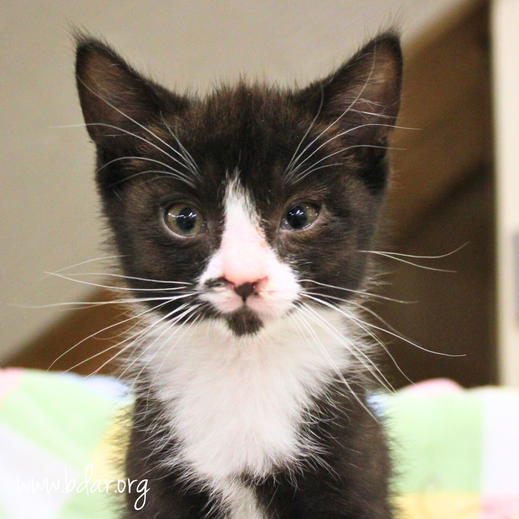 Avalanche, an adoptable Domestic Short Hair in Cheyenne, WY, 82009 | Photo Image 2