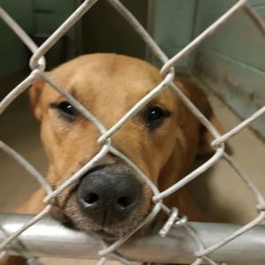Kiedis, Young Male Labrador Retriever