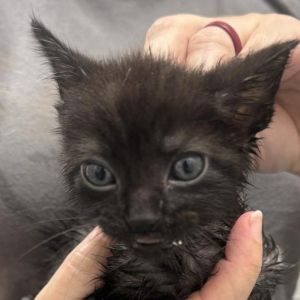 Jingle, Young Male Domestic Short Hair
