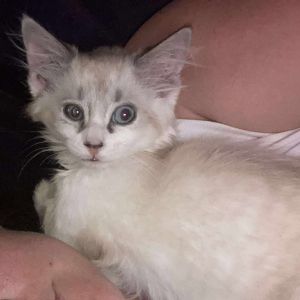 Colorado, Baby Male Snowshoe