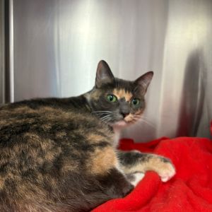 Missy is a sweet and curious lady This beautiful girl wants to be everyones friend Owner surrende