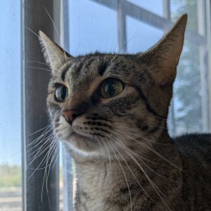 Blossom Domestic Short Hair Cat