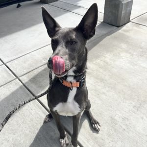 Hey there Im Dawn Im a super friendly pup whos always ready for an adventure If you love stayi
